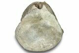 Fossil Whale Caudal Vertebra - Yorktown Formation #250141-1